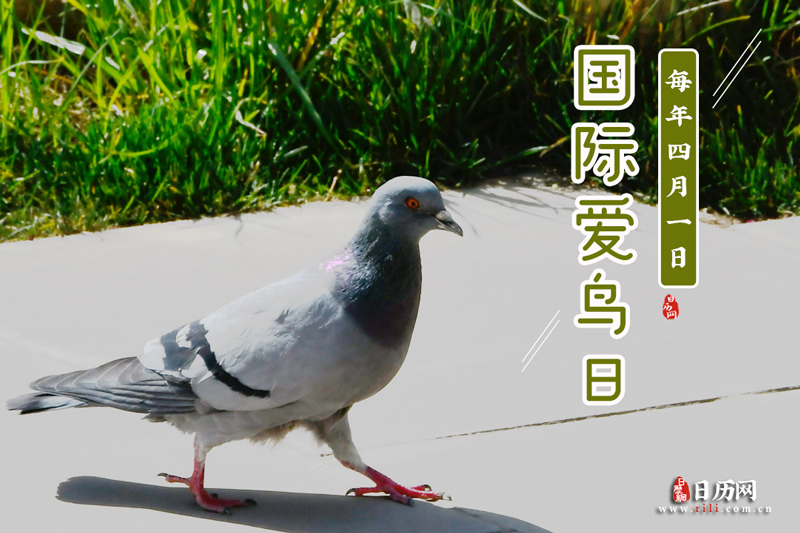 国际爱鸟日是哪一天-世界爱鸟日简介