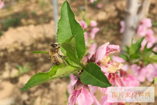 花朝节是几月几日-花朝节是哪一天